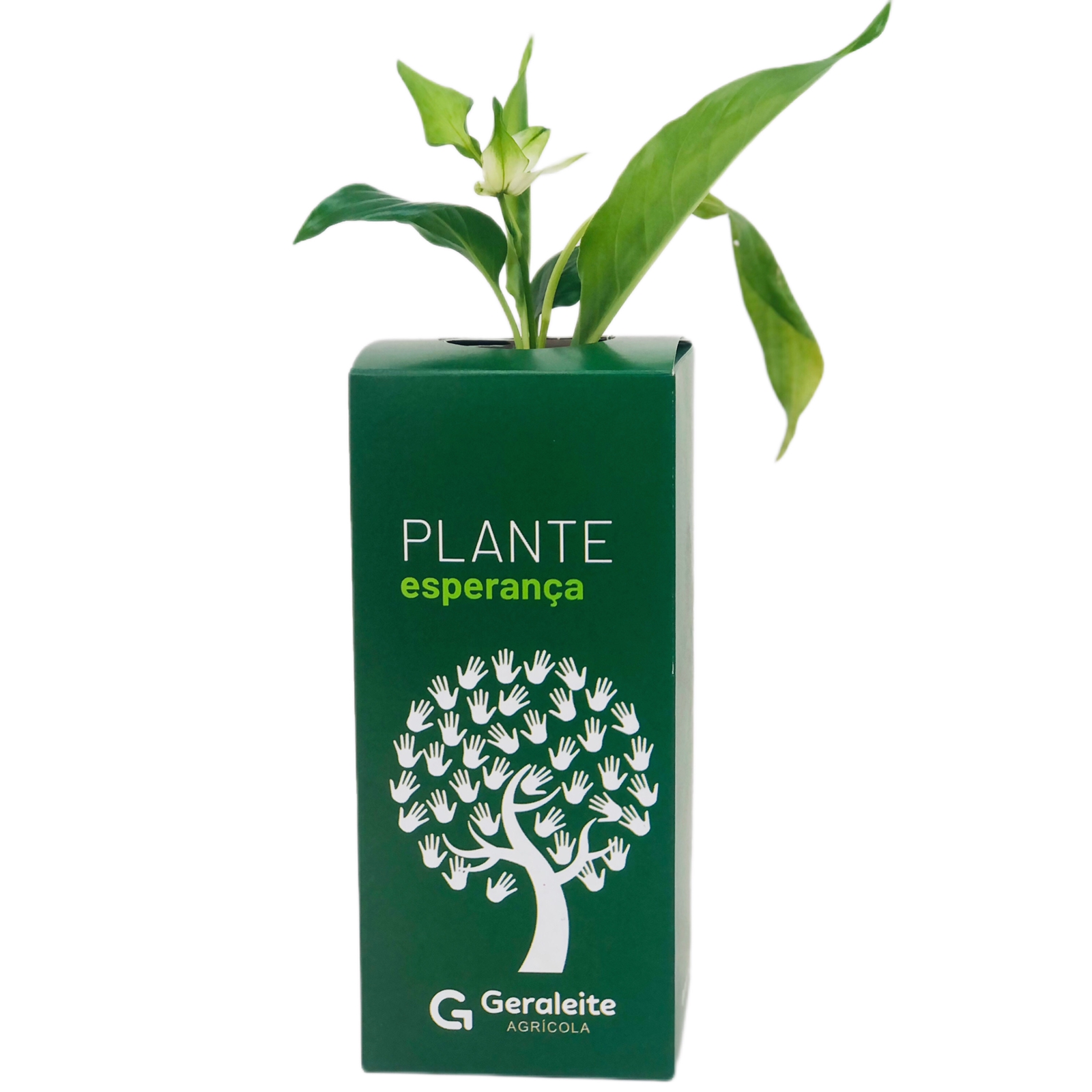 Embalagem Para Muda de Planta (8 x 8 x 18 cm) Personalizada