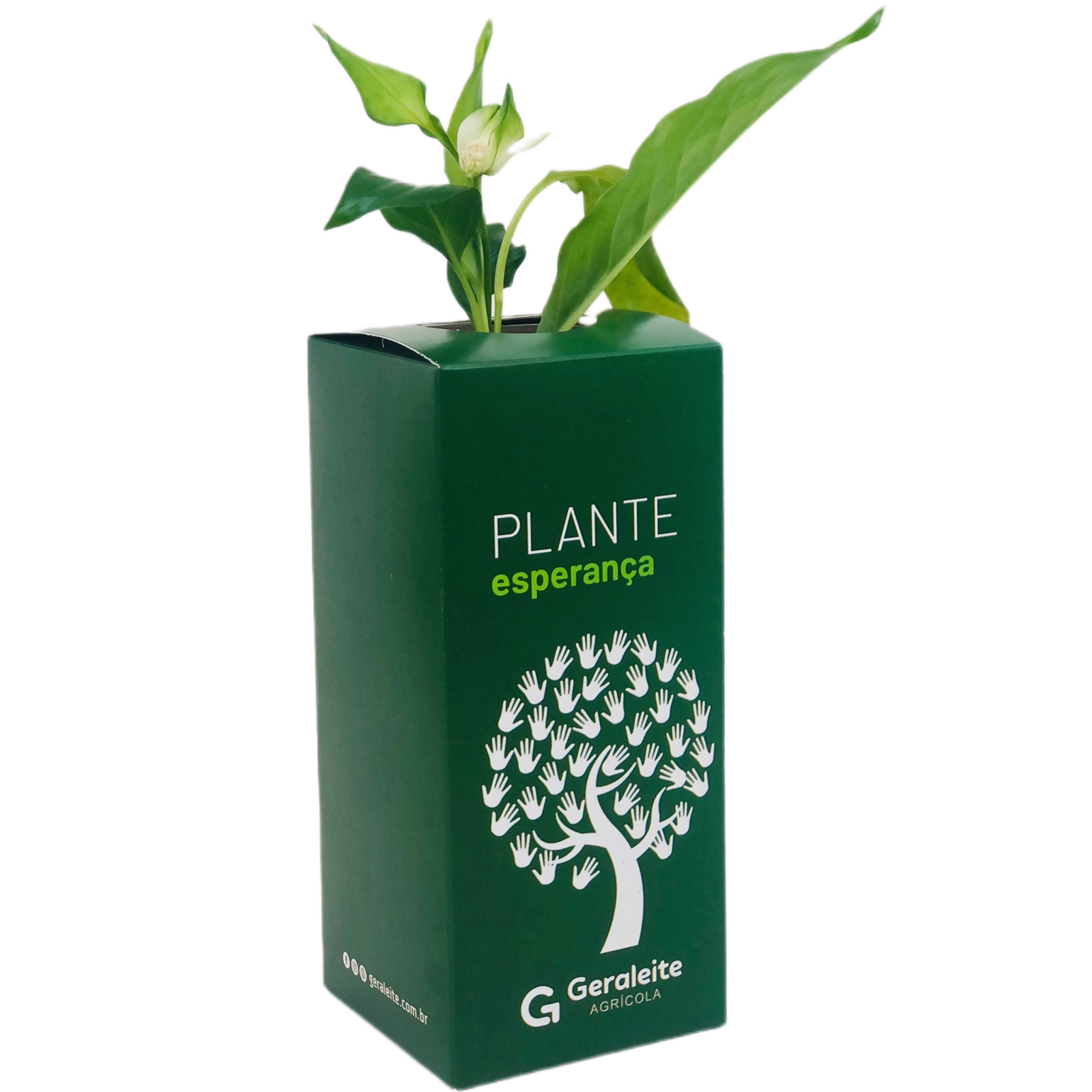 Embalagem Para Muda de Planta (8 x 8 x 18 cm) Personalizada