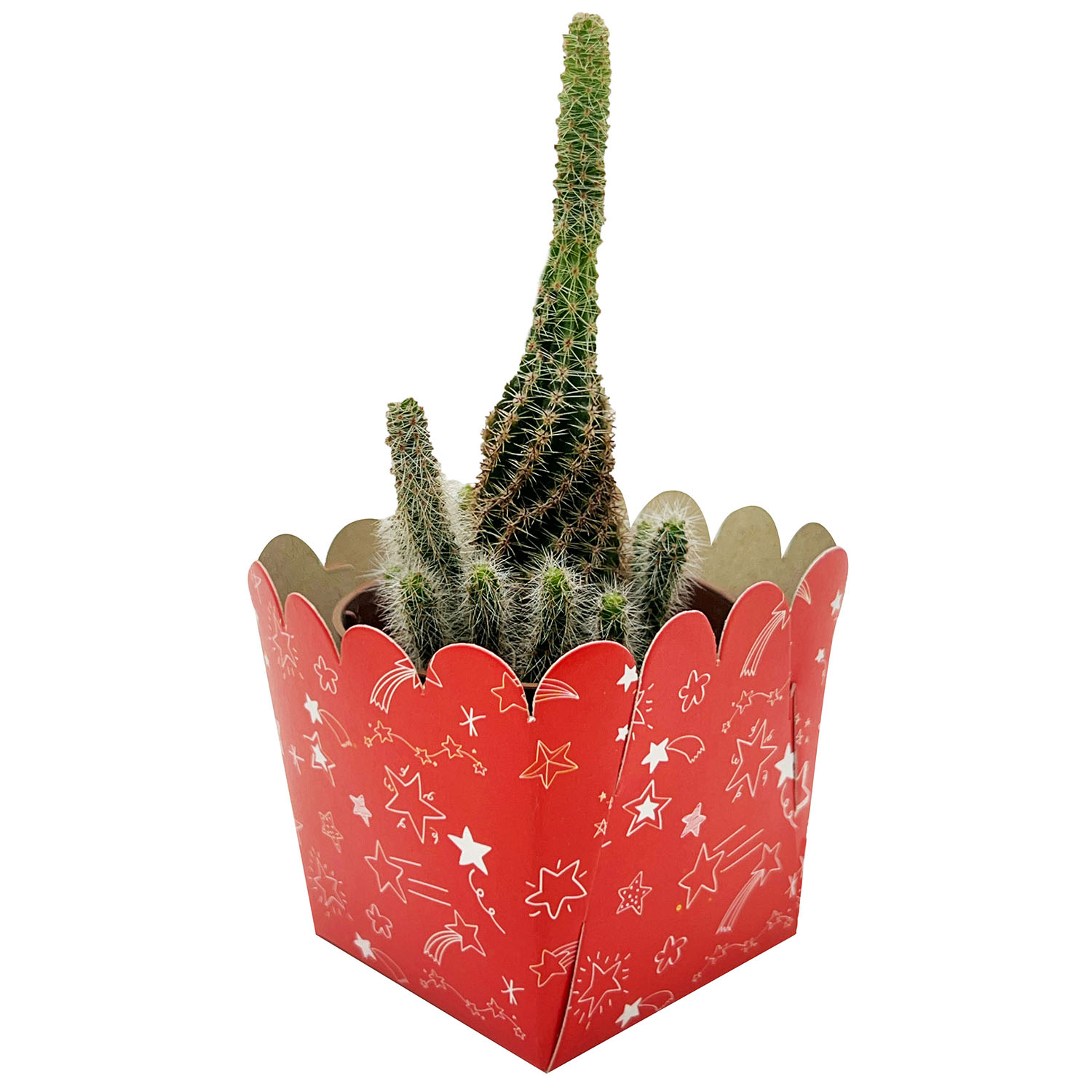 Embalagem Forneável quadrada 70 g (5 x 5 cm) - 100 unidades